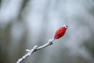 Winterlandschaft