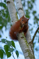 écureuil dans un bouleau