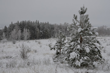 Пейзажи зимнего леса