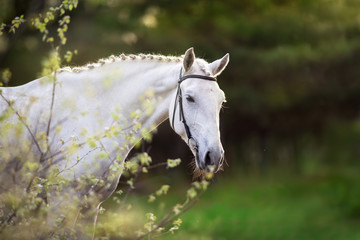 Obraz na płótnie Canvas White horse portrait on spring landscape