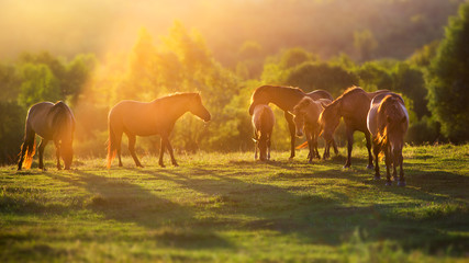 Horse herd in motion at sunset light on summer pasture - obrazy, fototapety, plakaty