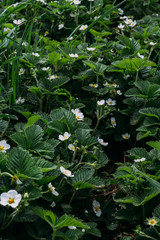 flowering strawberries, strawberries. white flowers, strawberry bushes in spring. Orchard