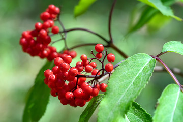 Ornamental plant Red Elderberry. Sambucus racemosa, red-berried elder.