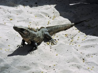 Leguan am Strand