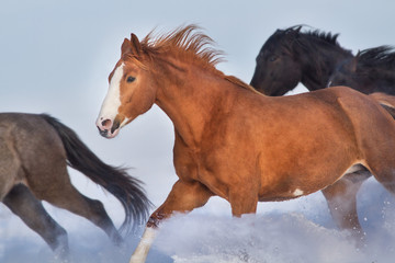 Horse herd run free in snow