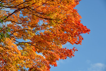 紅葉