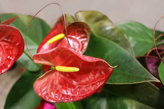 Tropical red heart shaped flowers - Pacora Anthurium - Flamingo Flowers - Selective focus - a favorite for Valentines Day