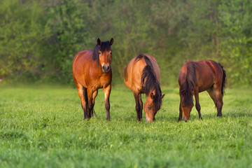 Horse herd rest and grazing on spring meadow