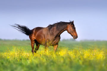 Horse rest on spring beautiful meadow