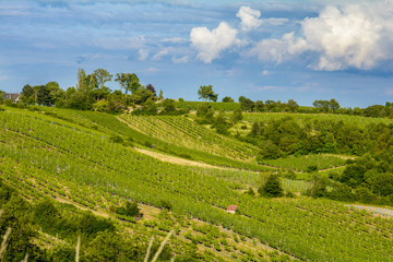 Fototapeta na wymiar Vineyards in the summer in the suburbs of Vienna. Austria