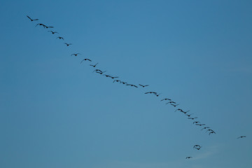 Kanadaganstrupp am Himmel