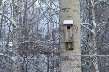 Birdhouse with snow on top on a aspen tree..