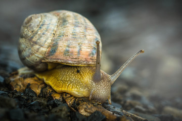 Snail