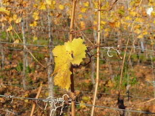 Gelbes Weinblatt im Weinberg