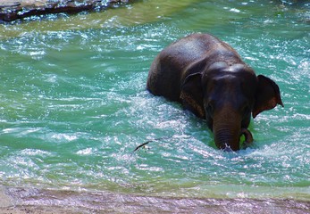 Elephant