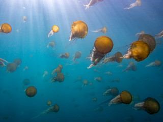 Fototapeta na wymiar A swarm of Sea Nettles 