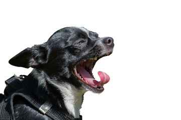 yawning black dog isolated on white background