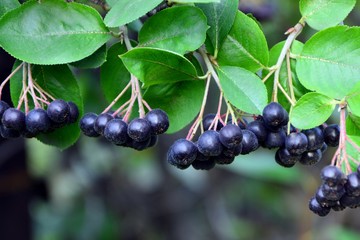 Branch with chokeberry  in the garden close-up.