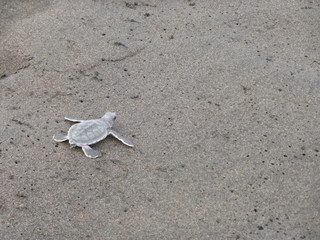Costa Rica Babyschildkröte