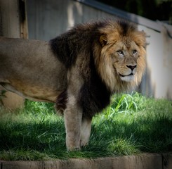 Standing Lion