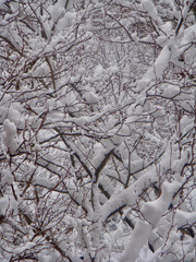 Snow Trees from Above Closer