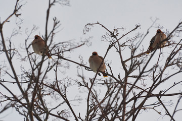  three Bohemian waxwing winter in tree