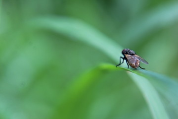 fly on leaf