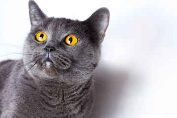 British gray shorthair cat close up on a white background