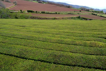 Tea plantation Gorreana, Sao Miguel island, Azores
