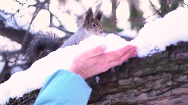 Close up for gray squirrel on snowy branch hasitating to approach to woman hand in a winter park. Lovely gray squirrel on snowy tree is afraid of woman hand.