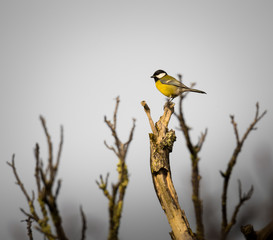 Parus major (Chapim Real) black & yellow bird standing on a tree, Braga, Portugal.