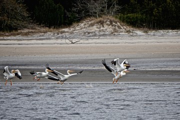 A flock of American white pelicans (Pelecanus erythrorhynchos) flying along the coast of Cumberland Island, Georgia, USA.