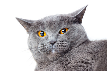 British gray shorthair cat close up on a white background
