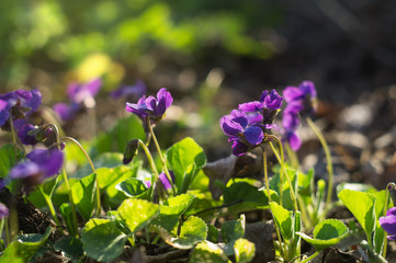 Blooming purple violets