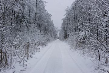 Obraz premium winter fairy in the forest