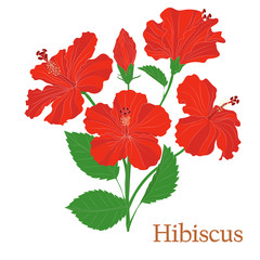 Hibiscus tea. Illustration of a plant in a vector with flowers for use in the cooking of medicinal herbal tea. Without outlines.