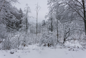 winter fairy in the forest