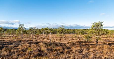 Sunny day in the swamp