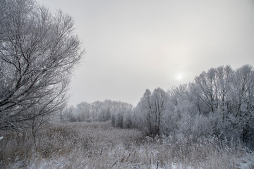 The sun shines through the branches in the fog.