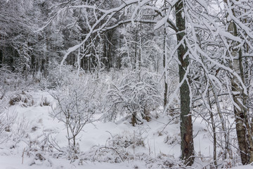 winter fairy in the forest