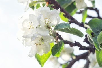Flowering apple tree branch in bright sunlight