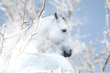 Obraz na płótnie Canvas White horse stay on the winter background