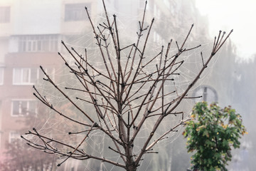 tree without leaves covered with cobwebs stands on the background of the house in the fog.