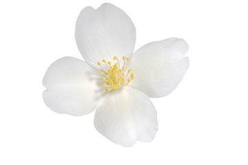 Fototapeta na wymiar Jasmine flower isolated on white background