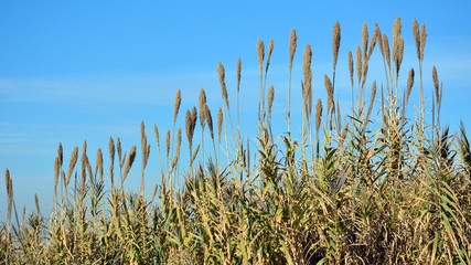 Espigas de caña, Arundo donax