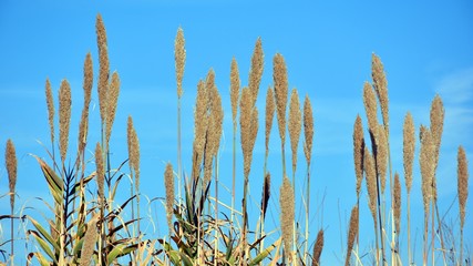 Espigas de caña, Arundo donax