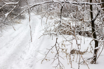 Trodden path in the winter forest.