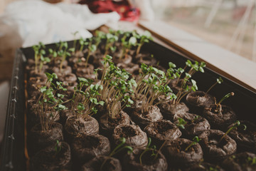 spring seedlings