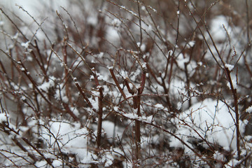 Beautiful view of winter branches with white snow.