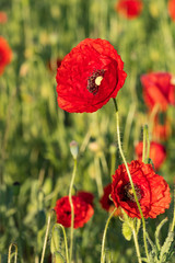 Red opium poppy in the bloom on the field in the spring, Papaver somniferum, Czech Republic